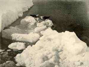 Wydrzyki na krawędzi lodu, c1908, 1909. autorstwa Unbekannt