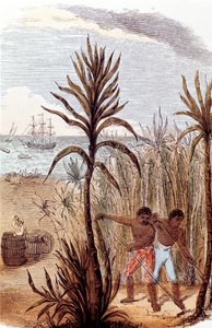 Niewolnicy uprawiający trzcinę cukrową w Indiach Zachodnich, 1852 autorstwa Unbekannt