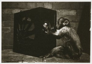 Mała małpka bawiąca się tarczami w radiu, zrobiona przez nieznanego fotografa około 1935 r. autorstwa Unbekannt
