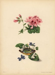 Geranium Smitha, Preferencja; Słodki fioletowy i biały fiołek o kwiatach, Czystość sentymentu, szczerość, skromność i niewinność autorstwa Unbekannt