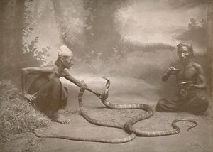 Zaklinacze węży z hamadriadami Kuy Cobras, 1900. autorstwa Unbekannt