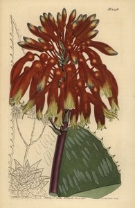 Aloes mydlany lub aloes zebry, Aloe maculata (Największy aloes zwyczajny, Aloe saponaria latifolia) autorstwa Unbekannt