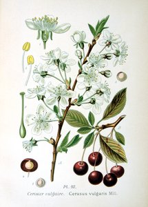 Wiśnia, 1893 autorstwa Unbekannt