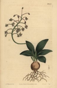 Cebula południowoindyjska , Ledebouria revoluta ( drimia drobnolistna , Drimia lanceaefolia ) autorstwa Unbekannt