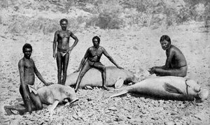 Speared manatee, północno-zachodnia Australia, 1922 autorstwa Unbekannt