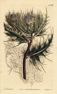 Kolczasty oset, Cirsium spinosissimum (Cnicus spinosissimus z pierzastym grotem, Cnicus spinosissimus) autorstwa Unbekannt