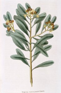 Gałązka białego cynamonu Canella alba, 1823 autorstwa Unbekannt