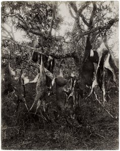 Dziwny owoc (odbitka żelatynowo-srebrowa) autorstwa Unbekannt