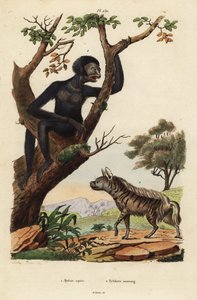 Hiena pręgowana, hiena hiena 1 i siamang, symphalangus syndactylus, zagrożona 2 autorstwa Unbekannt