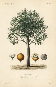 Drzewo strychniny, nux vomica, trujący orzech lub nasienie strychnos, Strychnos nux-vomica, Noix vomique autorstwa Unbekannt