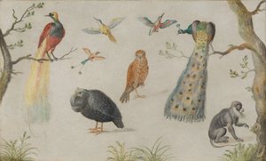 Studium ptaków i małp, 16601670. autorstwa Unbekannt