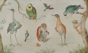 Studium ptaków i małp, 16601670. autorstwa Unbekannt