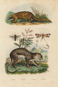Łuskowiec Sunda, Manis javanica, krytycznie zagrożony 1, lampart, Panthera pardus 4, mucha końska, Tabanus rostratus 3, mucha skorpiona, Panorpa communis 3 autorstwa Unbekannt
