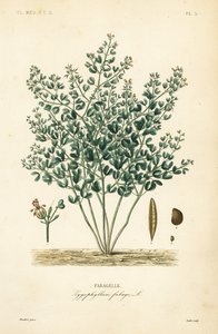 Kapar syryjski, Zygophyllum fabago, Fabagelle autorstwa Unbekannt
