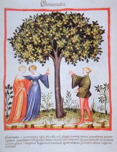 "Tacunum Sanitatis" Codex Vindobonensis Nova Series 2644, fol. 9, Zbieranie moreli, miniatura (1370-1400) (malowanie na papierze) autorstwa Unbekannt