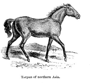 Tarpan, 1850 autorstwa Unbekannt