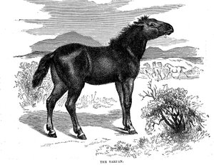 Tarpan, 1884 autorstwa Unbekannt