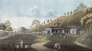 Sadzenie herbaty, Chiny, XIX w. autorstwa Unbekannt