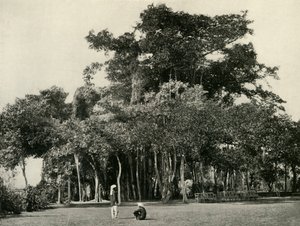 Drzewo Banyan, Barrackpore, 1870, 1925. autorstwa Unbekannt