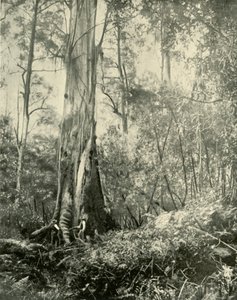 Baron, zauważone wysokie drzewo, 1901. autorstwa Unbekannt