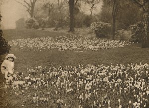 Krokusowy dywan wiosenny, ok. 1935 r. autorstwa Unbekannt