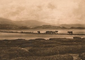 Gołąb w Ynyslas, 1902 autorstwa Unbekannt