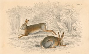 Zając Lepus europaeus, 1828 r. autorstwa Unbekannt