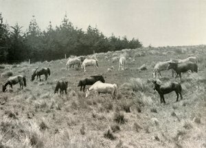 Kuce mandżurskie na wyspie przepiórczej, Port Lyttelton, c1907, 1909 autorstwa Unbekannt
