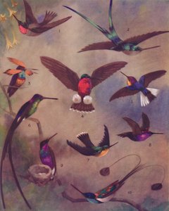 Cudowny kolor kolibrów, 1935 autorstwa Unbekannt