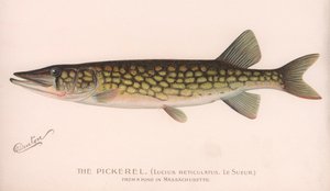 Pickerel Lucius Reticulatus. Le Sueur., ok. 1920 autorstwa Unbekannt