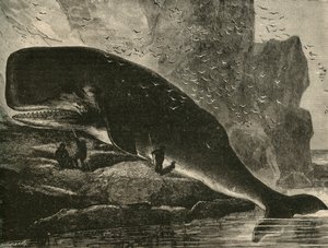 Kaszalot, 1882. autorstwa Unbekannt