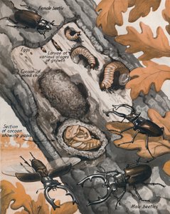 Historia największego brytyjskiego żuka, 1935 autorstwa Unbekannt