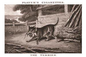Terier, 1924. autorstwa Unbekannt