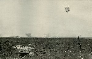Niedźwiedź włochaty, 1919. autorstwa Unbekannt