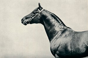 Głowa rasowego konia wyścigowego, Rad, ok. 1910 r. autorstwa Unbekannt