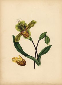 Szlachetny Pantofelek Damy, Cypripedium reginae, Podobieństwo autorstwa Unbekannt