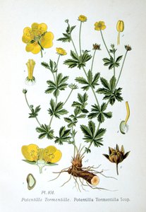 Tormentil, 1893 autorstwa Unbekannt