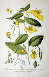 Balsam Niedotykowy, 1893 autorstwa Unbekannt