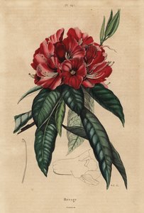 Rododendron drzewiasty, arboreum rododendronów autorstwa Unbekannt