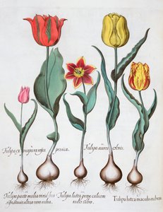 Tulipany, 1613 autorstwa Unbekannt