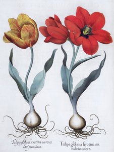 Tulipany, 1613 autorstwa Unbekannt