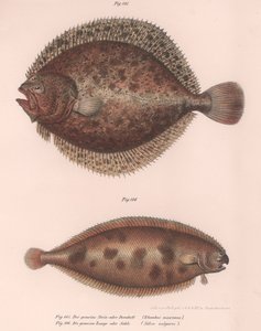 Turbot, Rhombus maximus, Solea pospolita Solea vulgaris, ok. 1850 r. autorstwa Unbekannt
