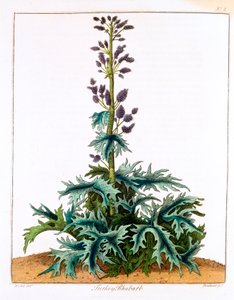 Rabarbar indyczy, 1798 autorstwa Unbekannt