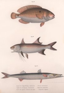 Bimaculatus dwupunktowy, afrykański czerwonopłetwy, pospolita barakuda, ok. 1850 r. autorstwa Unbekannt