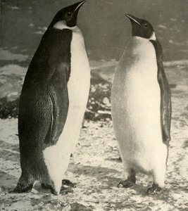 Dwa pingwiny cesarskie, ok. 1908, 1909. autorstwa Unbekannt