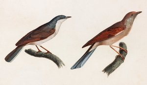 Dwie kolorowe ilustracje ptaków autorstwa Unbekannt