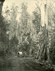 Wujek Sam, 1901. autorstwa Unbekannt