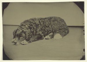 Pies bez tytułu, 185099. autorstwa Unbekannt