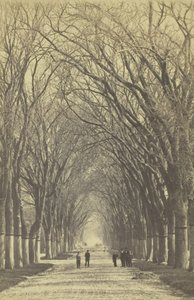 Aleja drzew bez tytułu, 1840-1900. autorstwa Unbekannt