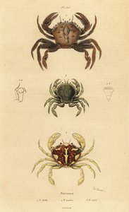 Krab aksamitny, Necora puber 1, pływający krab marmurkowy, Liocarcinus marmoreus 2 i pływający krab Pennanta, Portumnus latipes 3 autorstwa Unbekannt